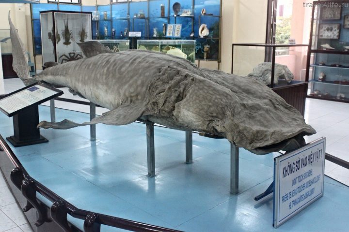 Музей океанографии